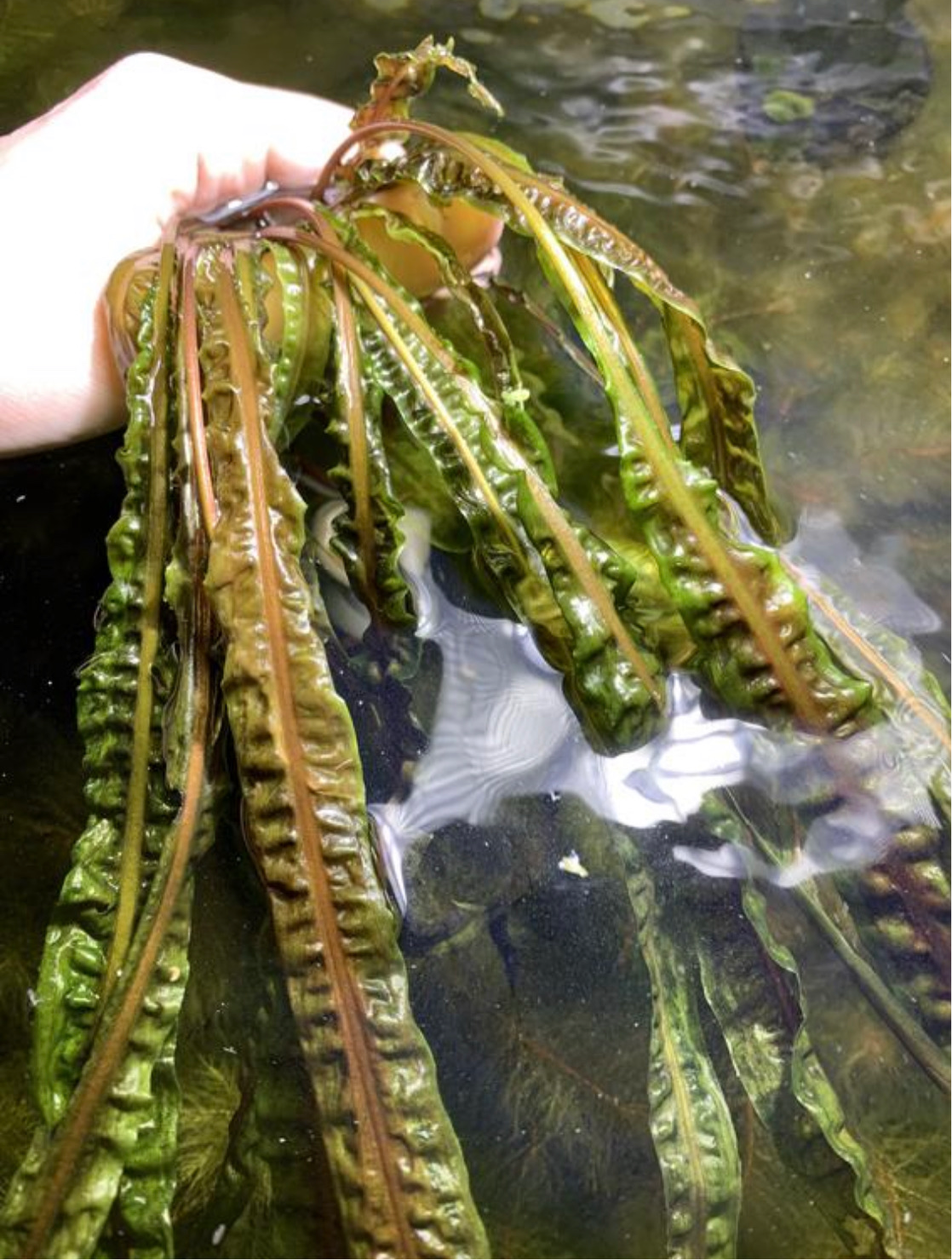 Cryptocoryne Balansae