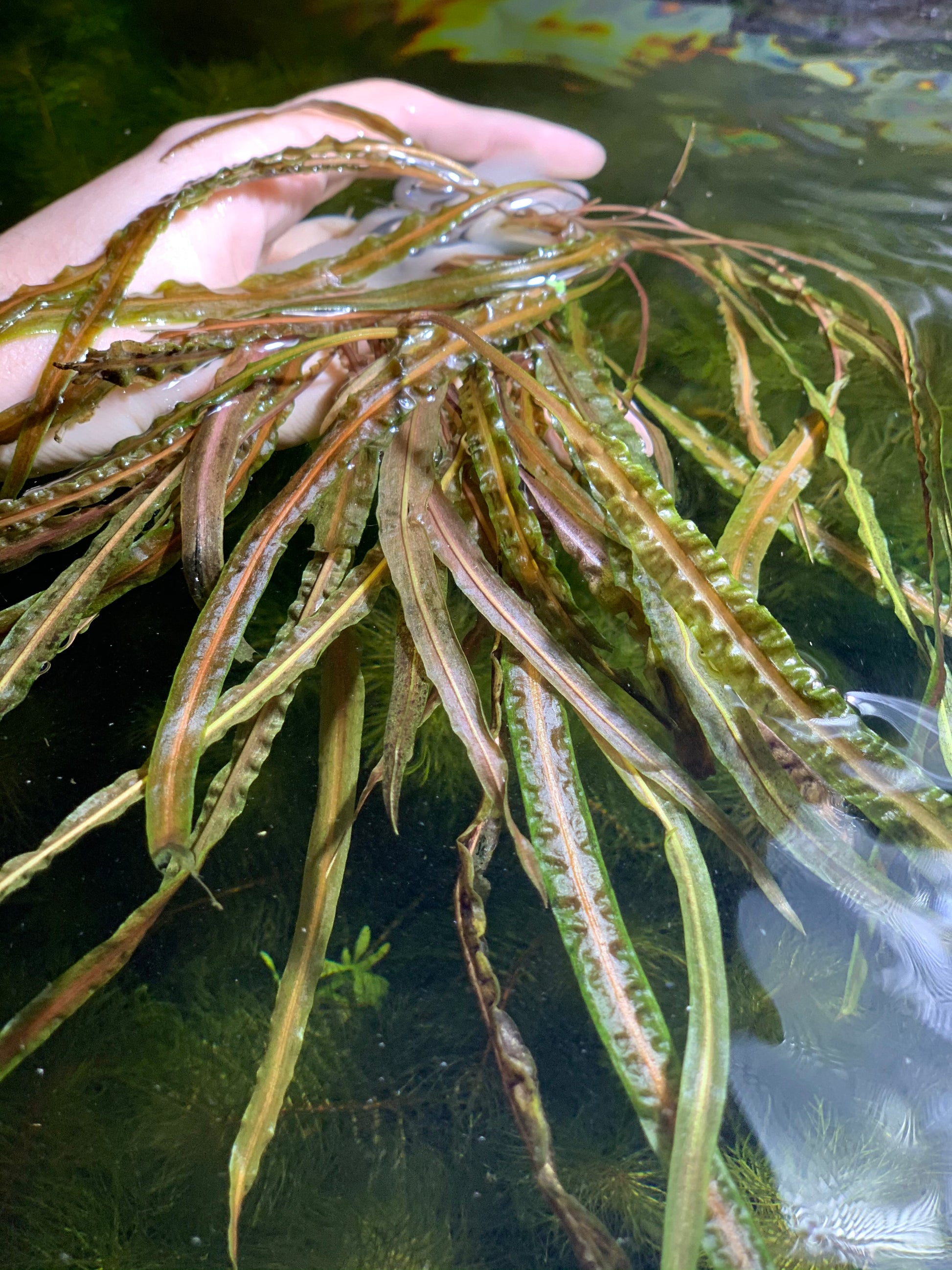 Cryptocoryne balansae