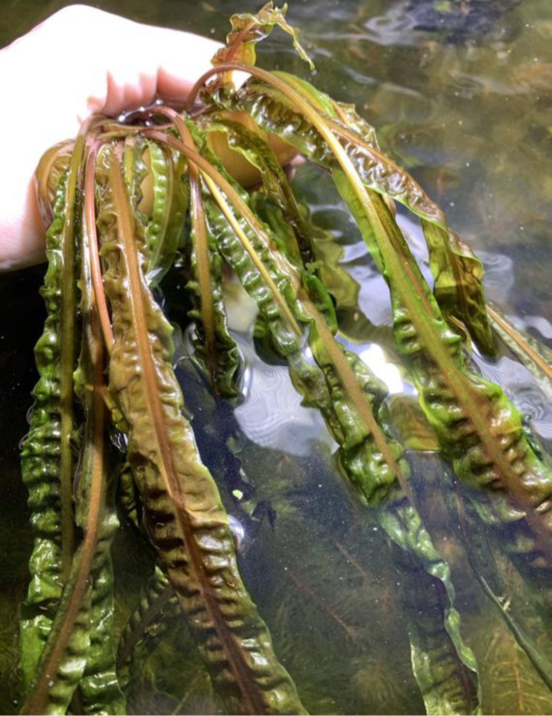 Cryptocoryne Balansae