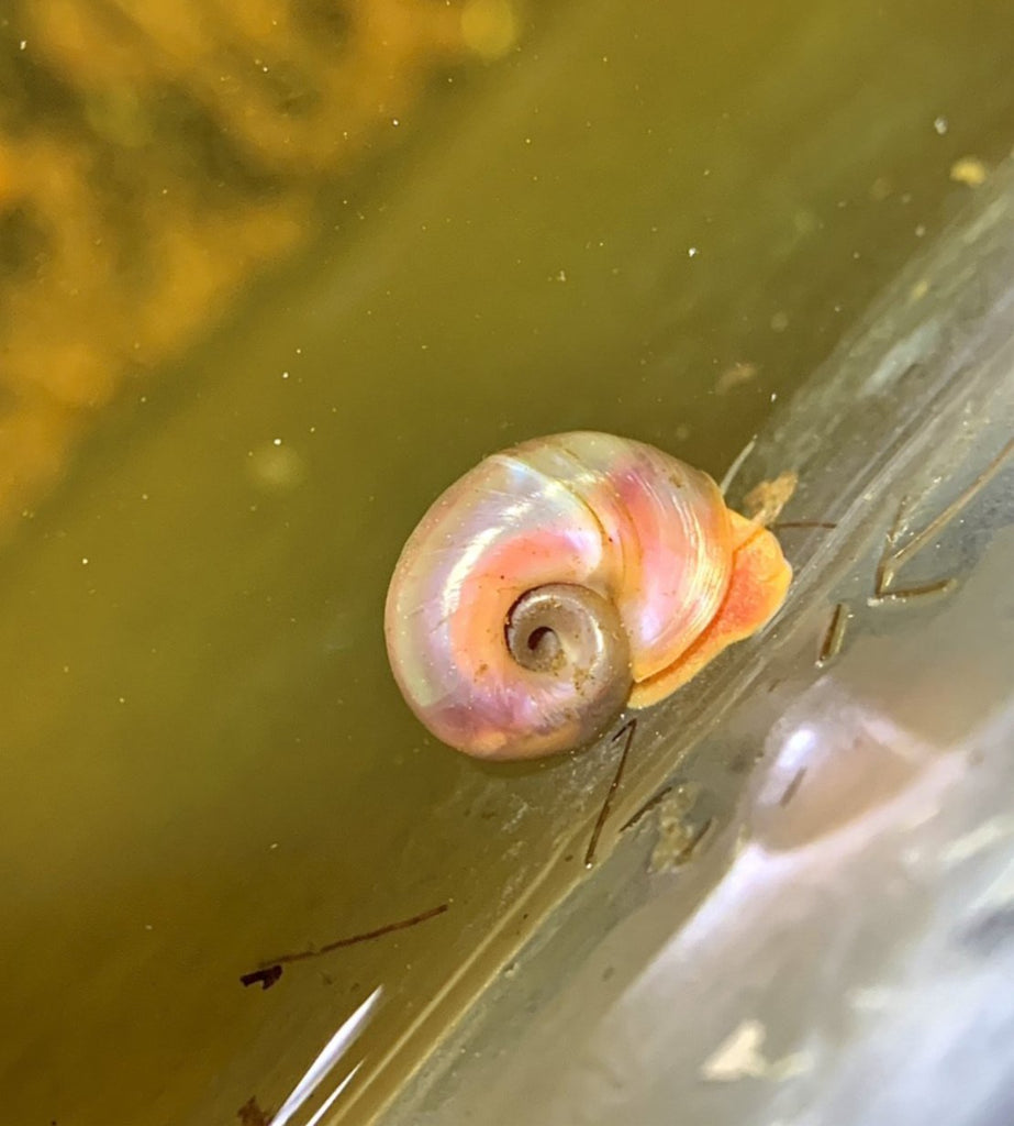 Pink Snail Shell Great Pink Sea Snail