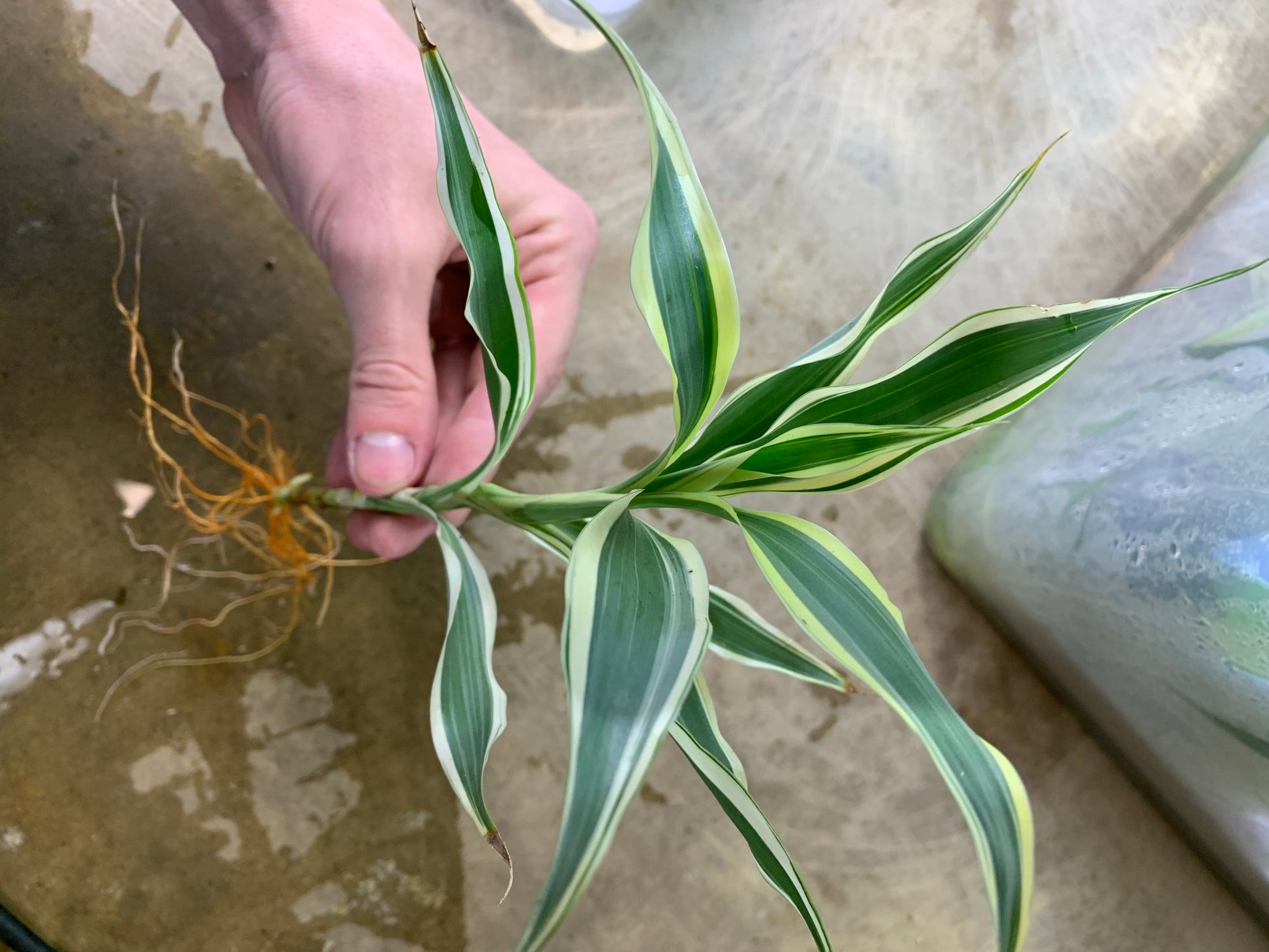 sander's dracaena Sanderiana Variegated (Dracaena Sanderiana) – MarcusFishTanks