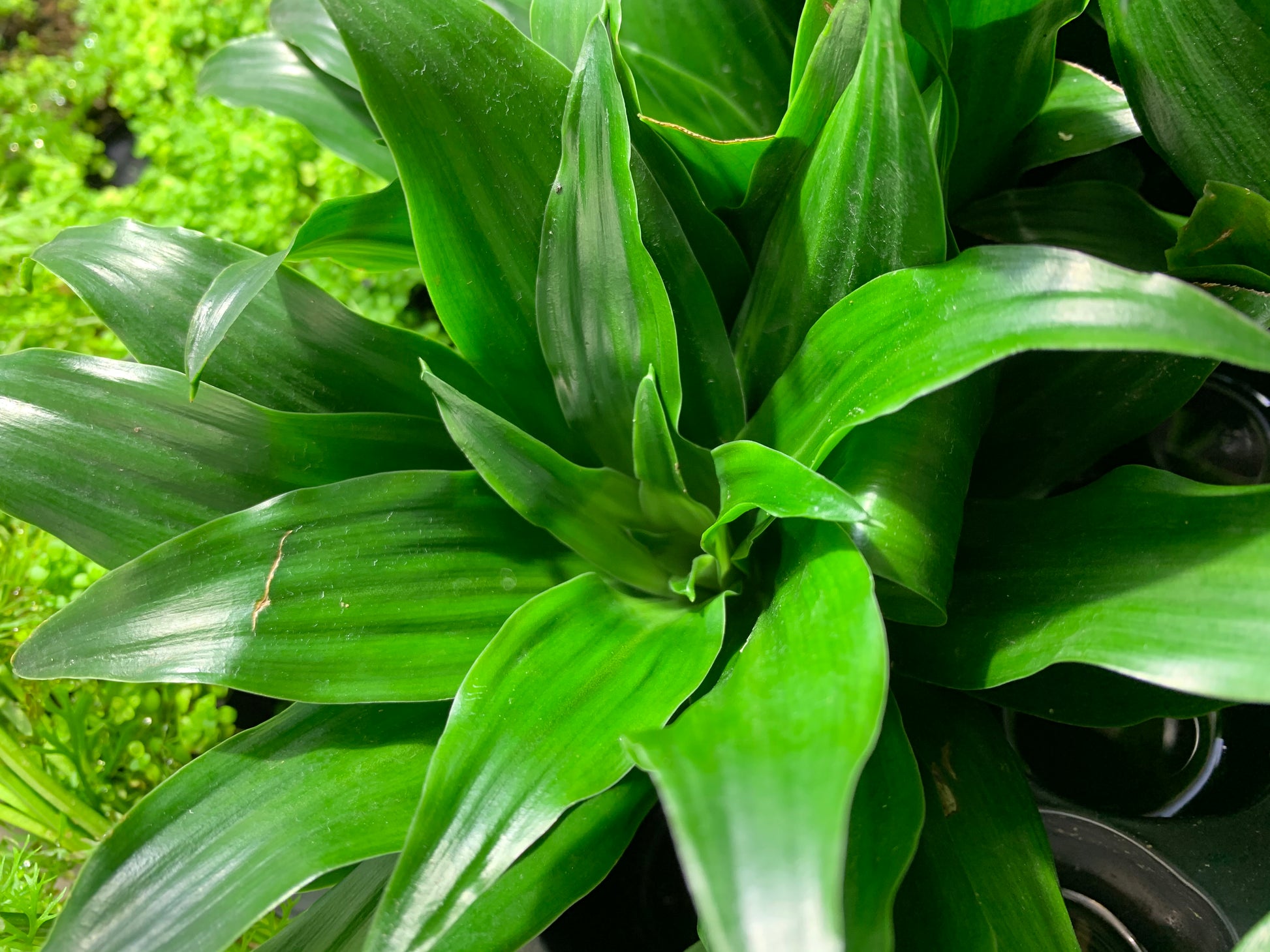 dracaena craigii compacta care Dracaena Compacta Janet Craig 'Pineapple' Plant – MarcusFishTanks
