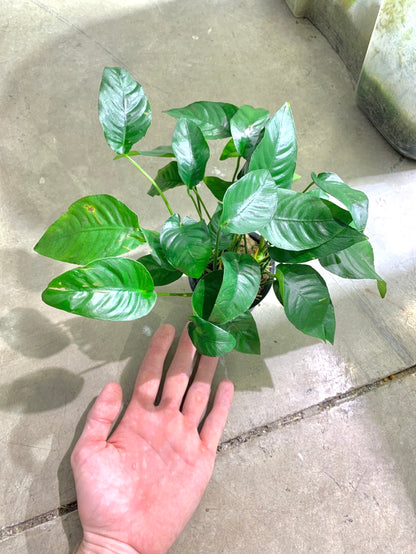 Anubias Barteri Mother Plant