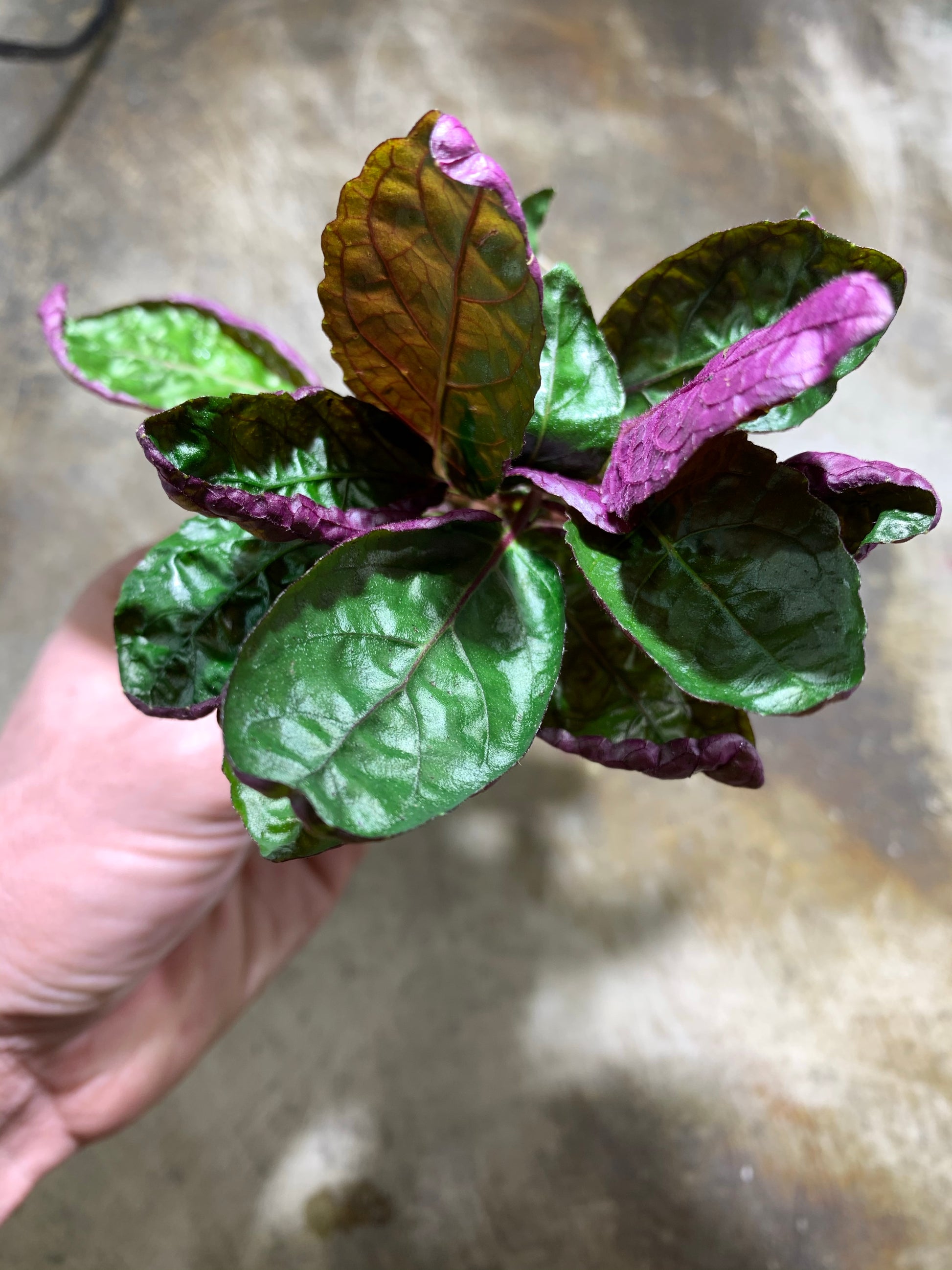 purple waffle house plant Purple Waffle Hemigraphis Alternata