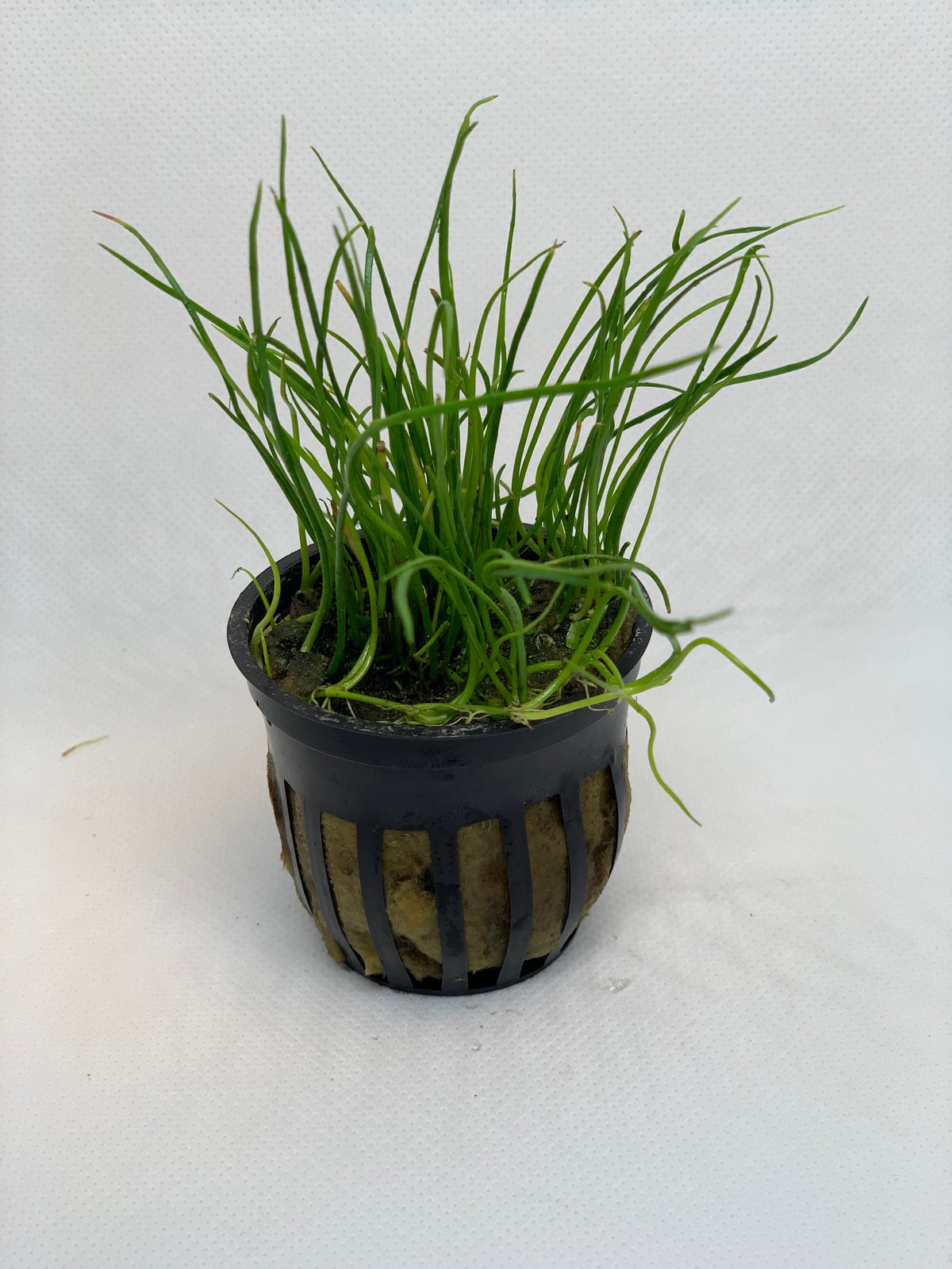 Micro Sword Lilaeopsis Brasiliensis Pot – MarcusFishTanks