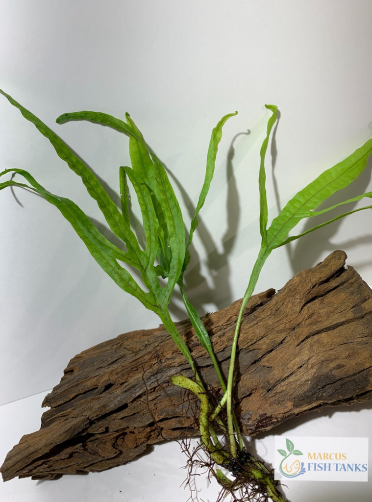 Java Fern Trident Microsorum Pteropus 'Trident' – MarcusFishTanks