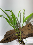 Java fern trident live aquarium plant