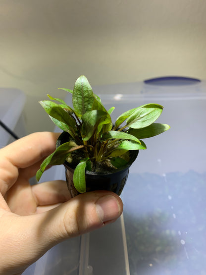 Cryptocoryne Wendtii Red Pot