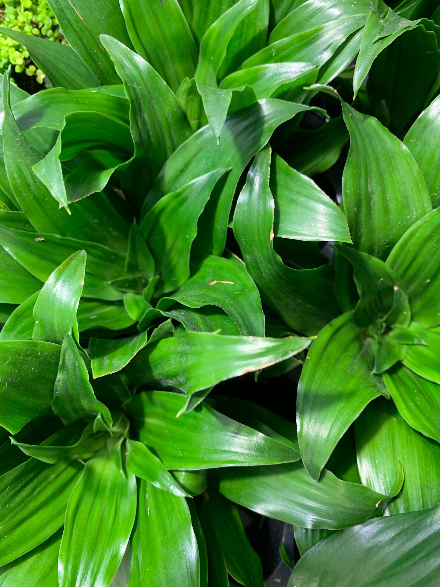 Dracaena Compacta Janet Craig 'Pineapple' Plant