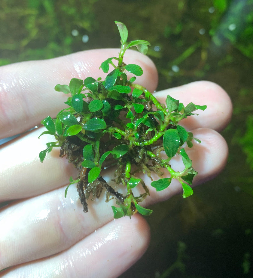 Bucephalandra live aquarium plant