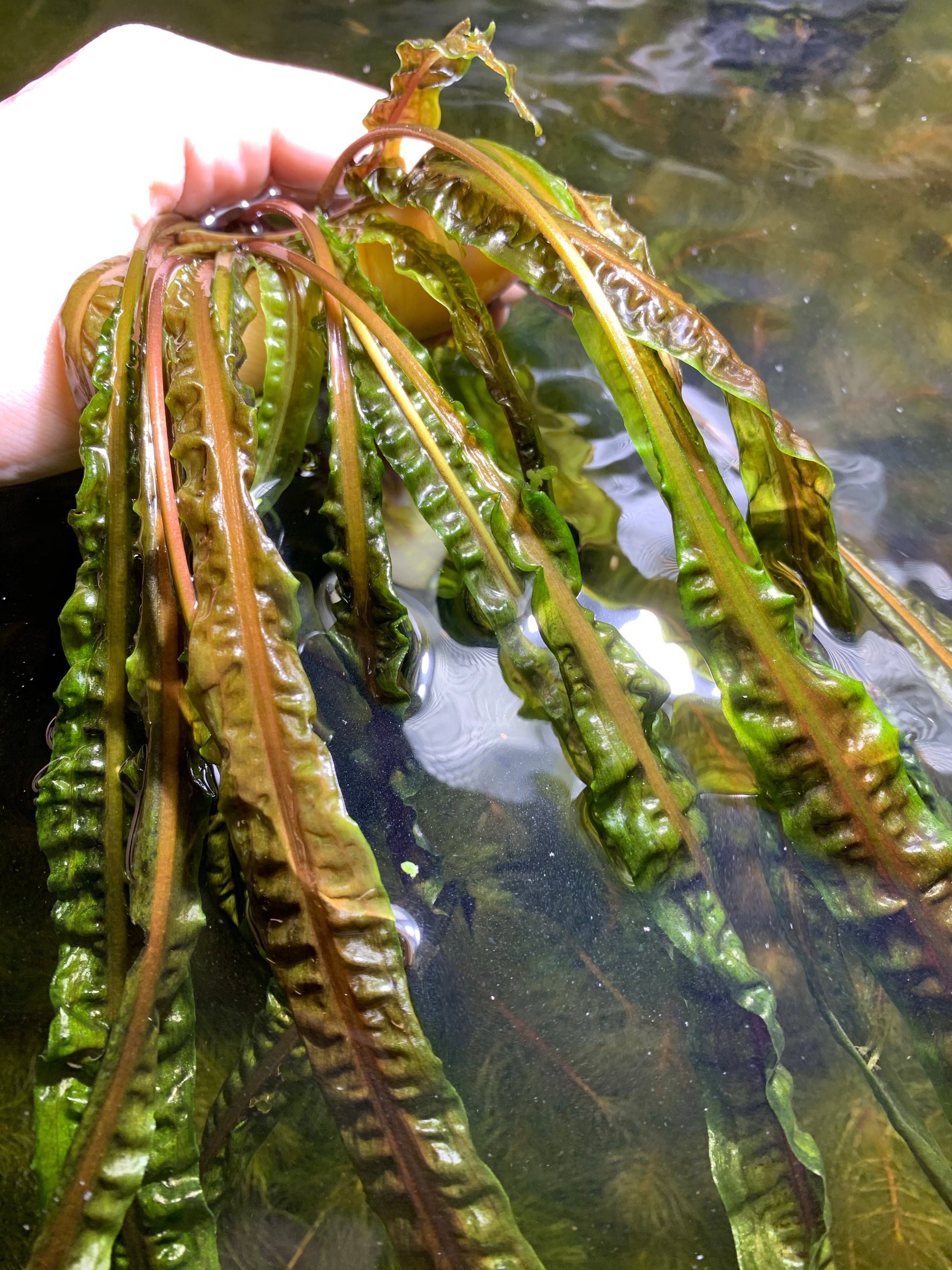 Cryptocoryne Balansae