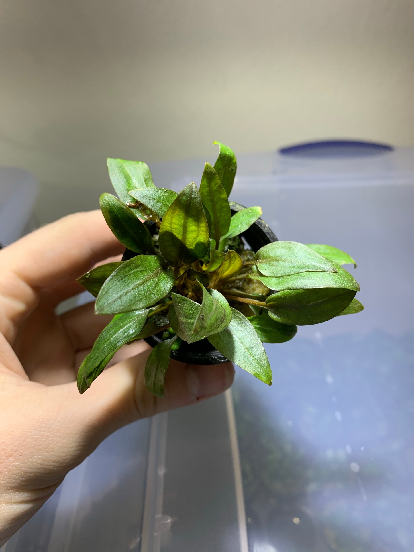 Cryptocoryne Wendtii Red Pot