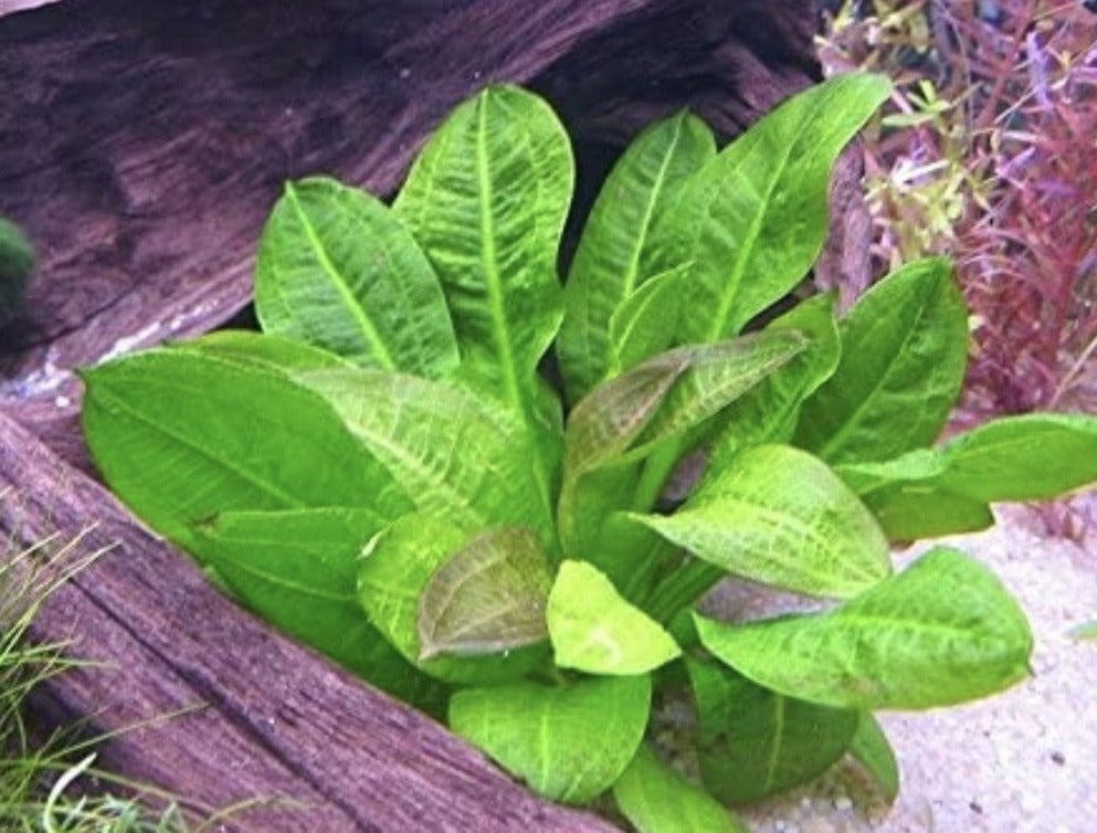 Rosette Sword live aquarium plant