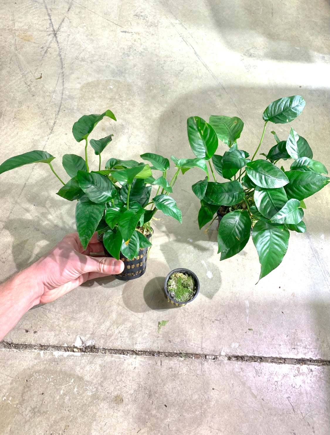 Anubias Barteri Mother Plant