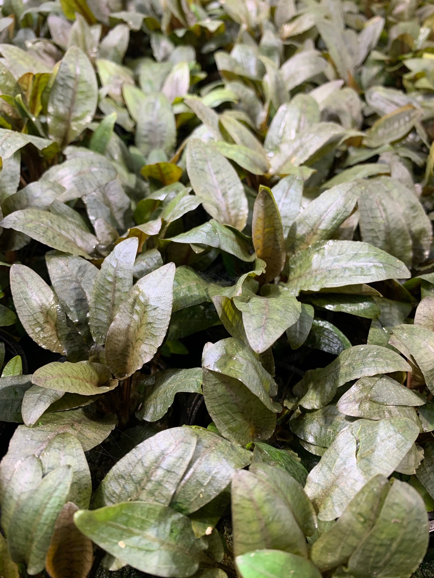 Cryptocoryne Wendtii Bronze Pot