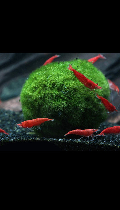 Marimo Moss Ball Large