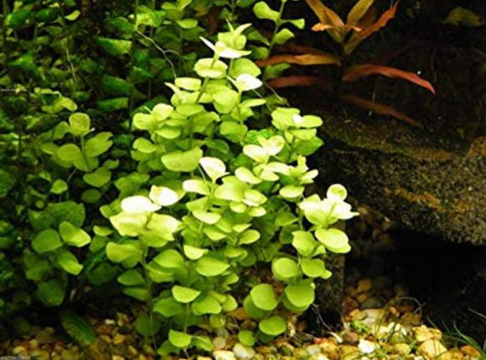 Golden creeping jenny live aquarium plant