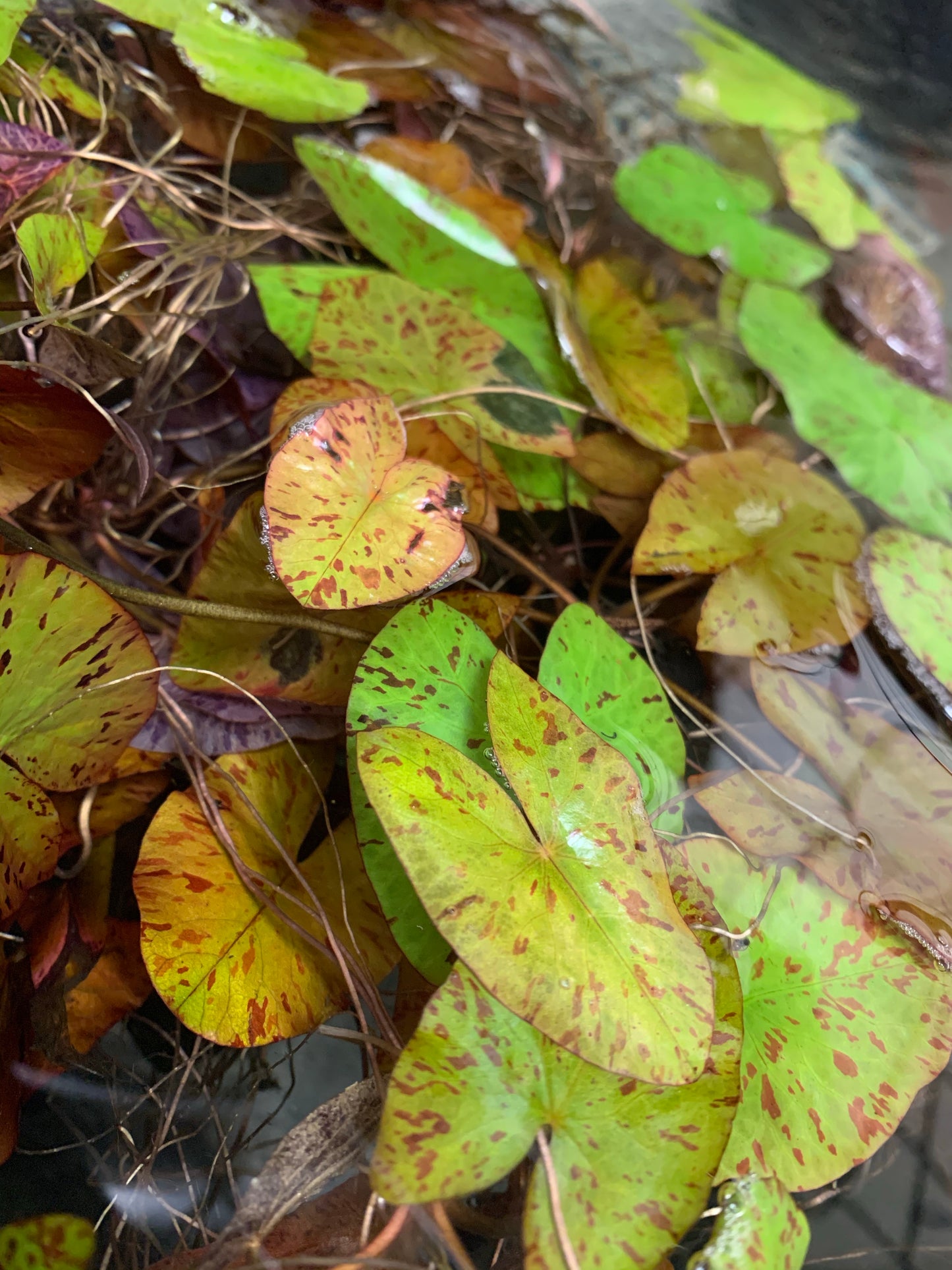 Tiger Lotus Lily Bulb (Nypmhaea Zenkeri)