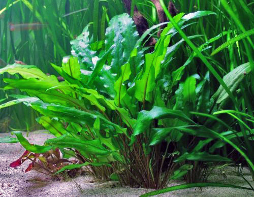 live aquarium plant cryptocoryne wendtii green