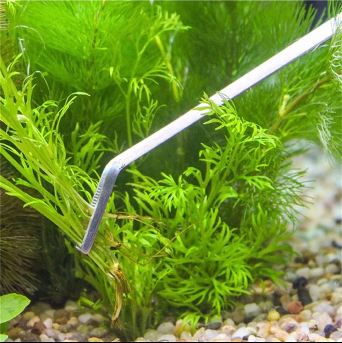 Curved Aquarium Plant Tweezers