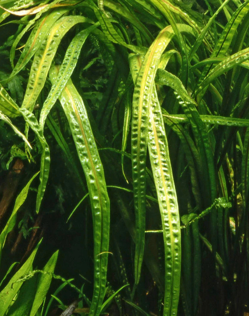 Cryptocoryne Balansae