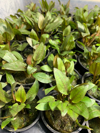 Cryptocoryne Wendtii Red Pot