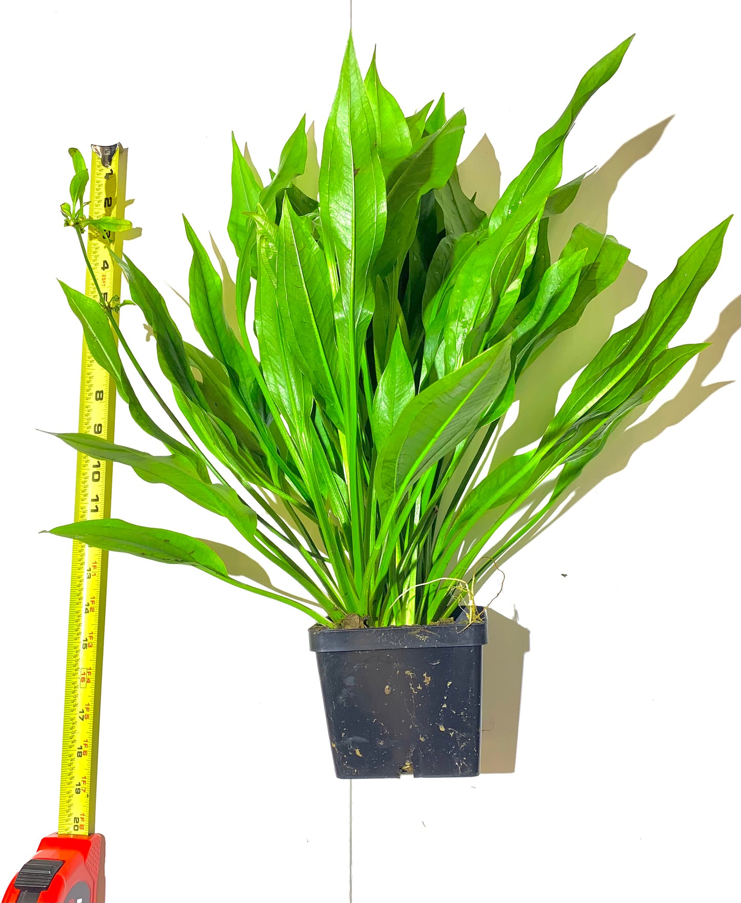 mother amazon sword aquarium plant