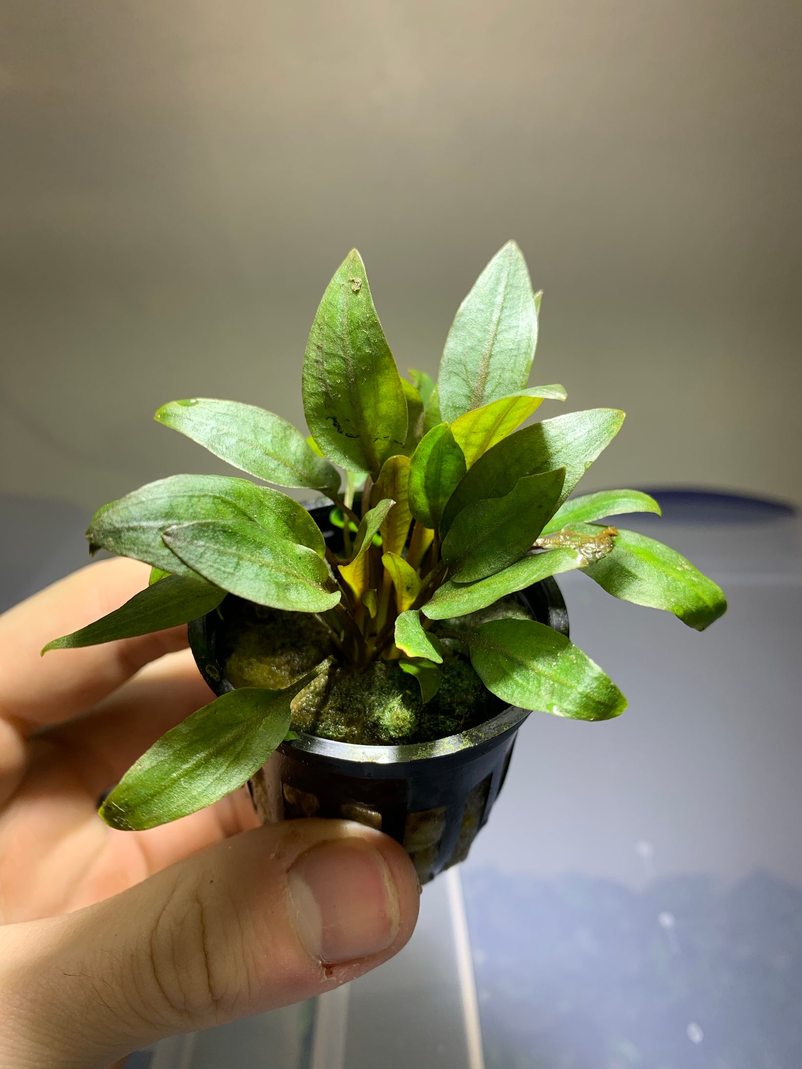 Cryptocoryne Wendtii Red Pot – MarcusFishTanks