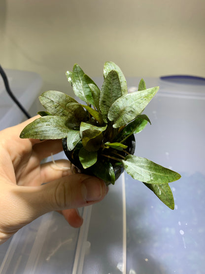 Cryptocoryne Wendtii Bronze Pot