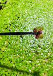Giant Duckweed (Spirodela Polyrhiza)