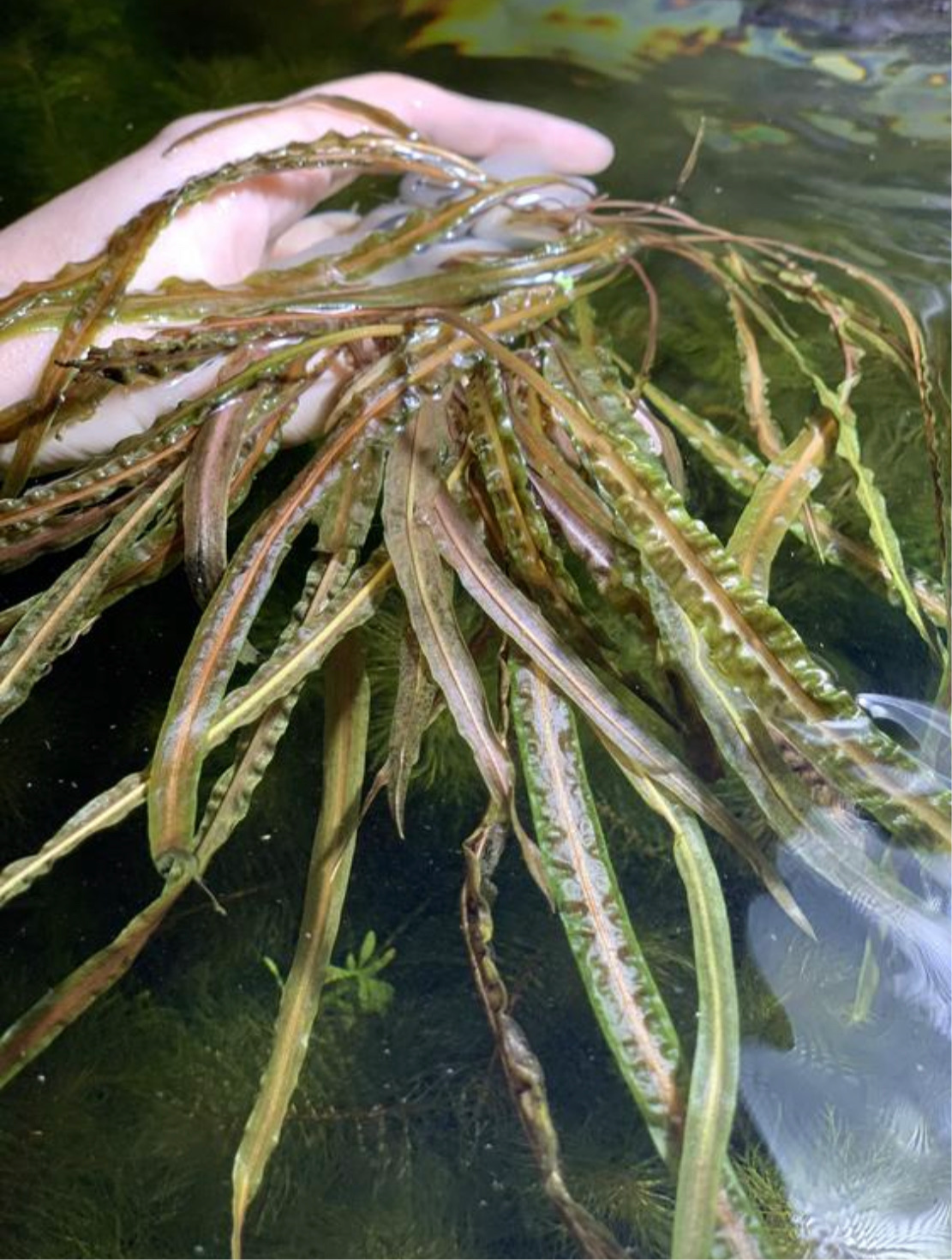 Cryptocoryne Balansae