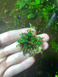 Bucephalandra live aquarium plant