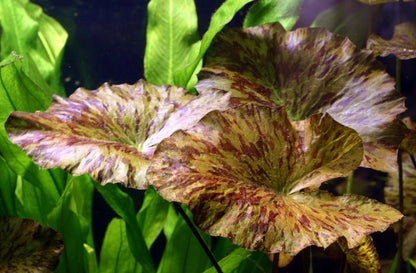 Tiger Lotus Lily Bulb (Nypmhaea Zenkeri)