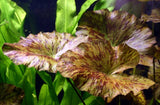 Tiger Lotus Lily Bulb (Nypmhaea Zenkeri)
