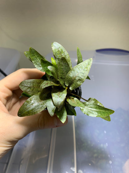 Cryptocoryne Wendtii Bronze Pot