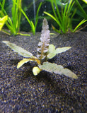 cryptocoryne wendtii bronze live aquarium plant