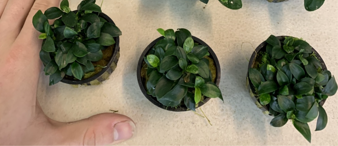 Anubias nana petite live aquarium plant