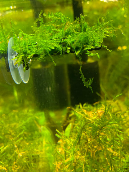 Moss ledge aquarium plant ledge suction cup plant ledge