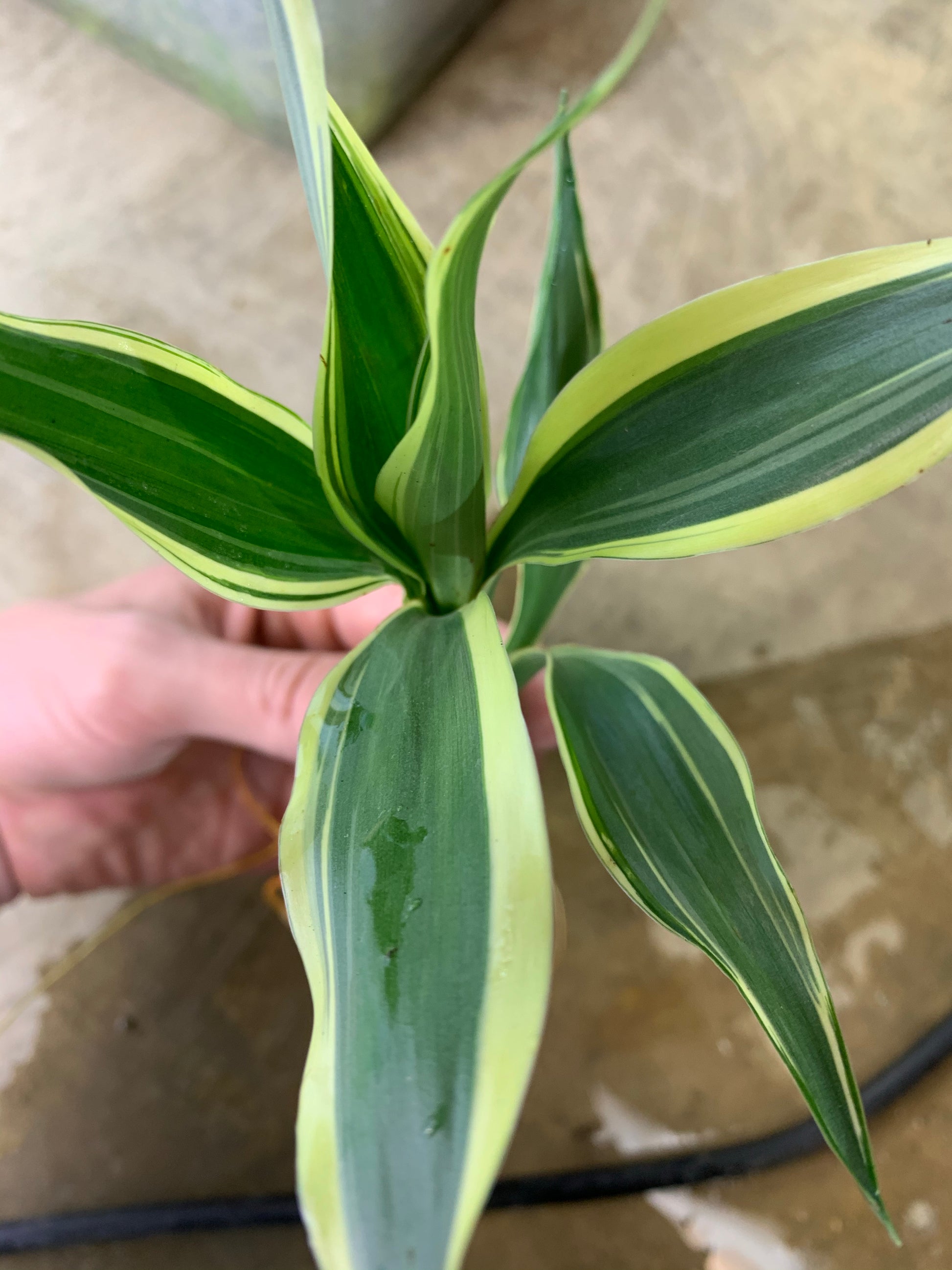 dracaena sanderiana care Sanderiana Variegated (Dracaena Sanderiana) – MarcusFishTanks