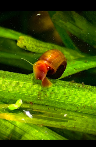 pink ramshorn snail