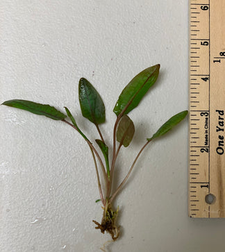 Cryptocoryne Wendtii Red Crypt Wendtii Red Bare Root – MarcusFishTanks