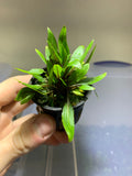 live aquarium plant cryptocoryne wendtii green