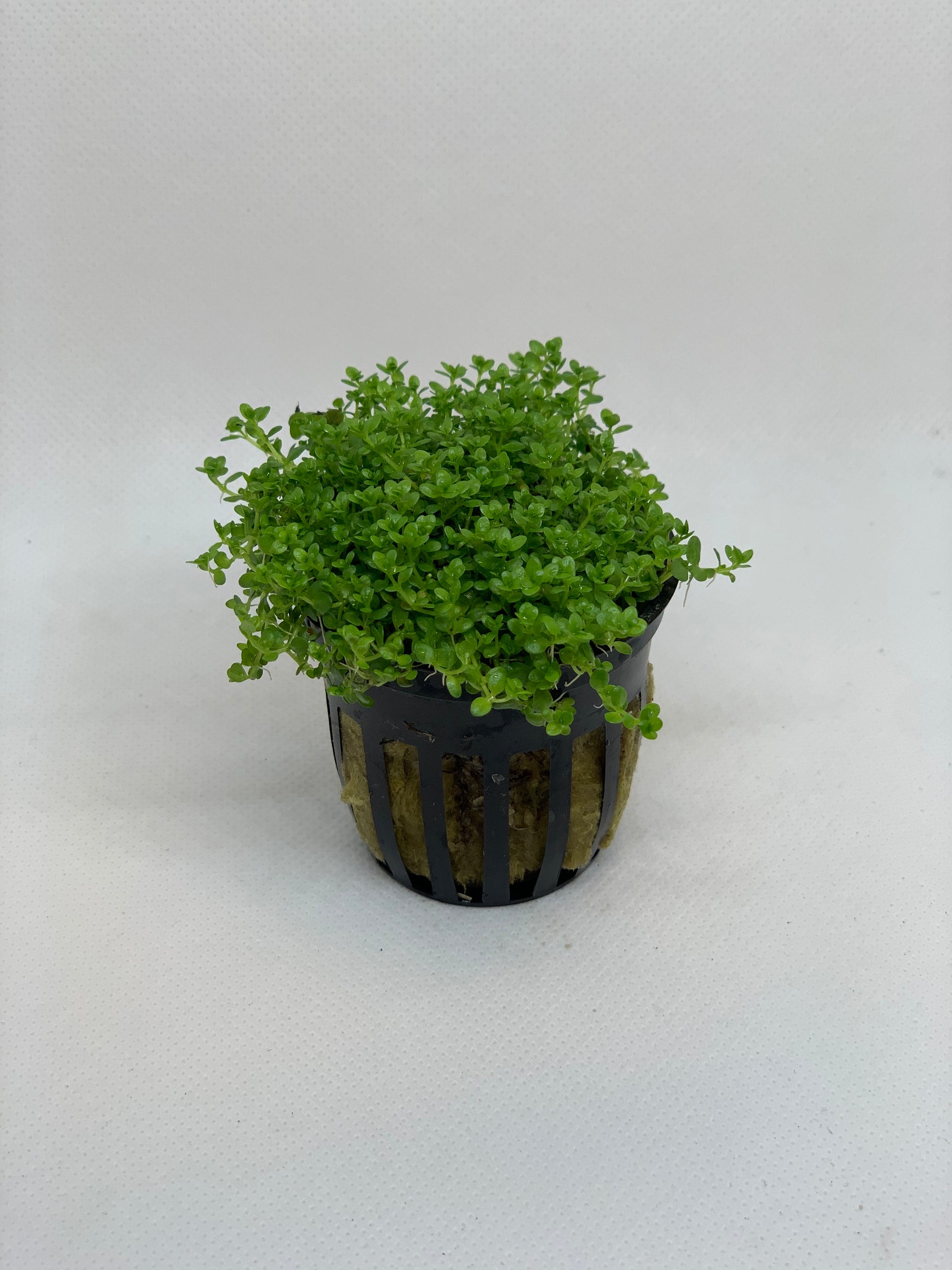 dwarf baby tears hemianthus callitrichoides live aquarium plant