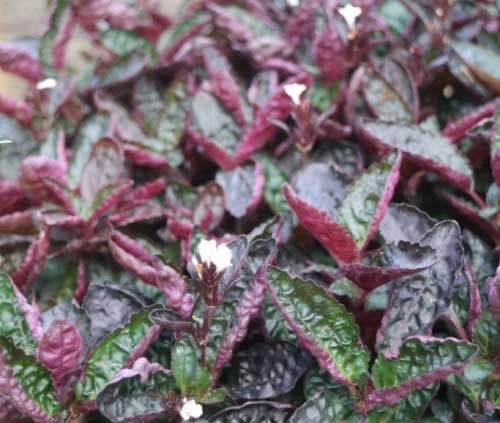 Purple Waffle Hemigraphis Alternata