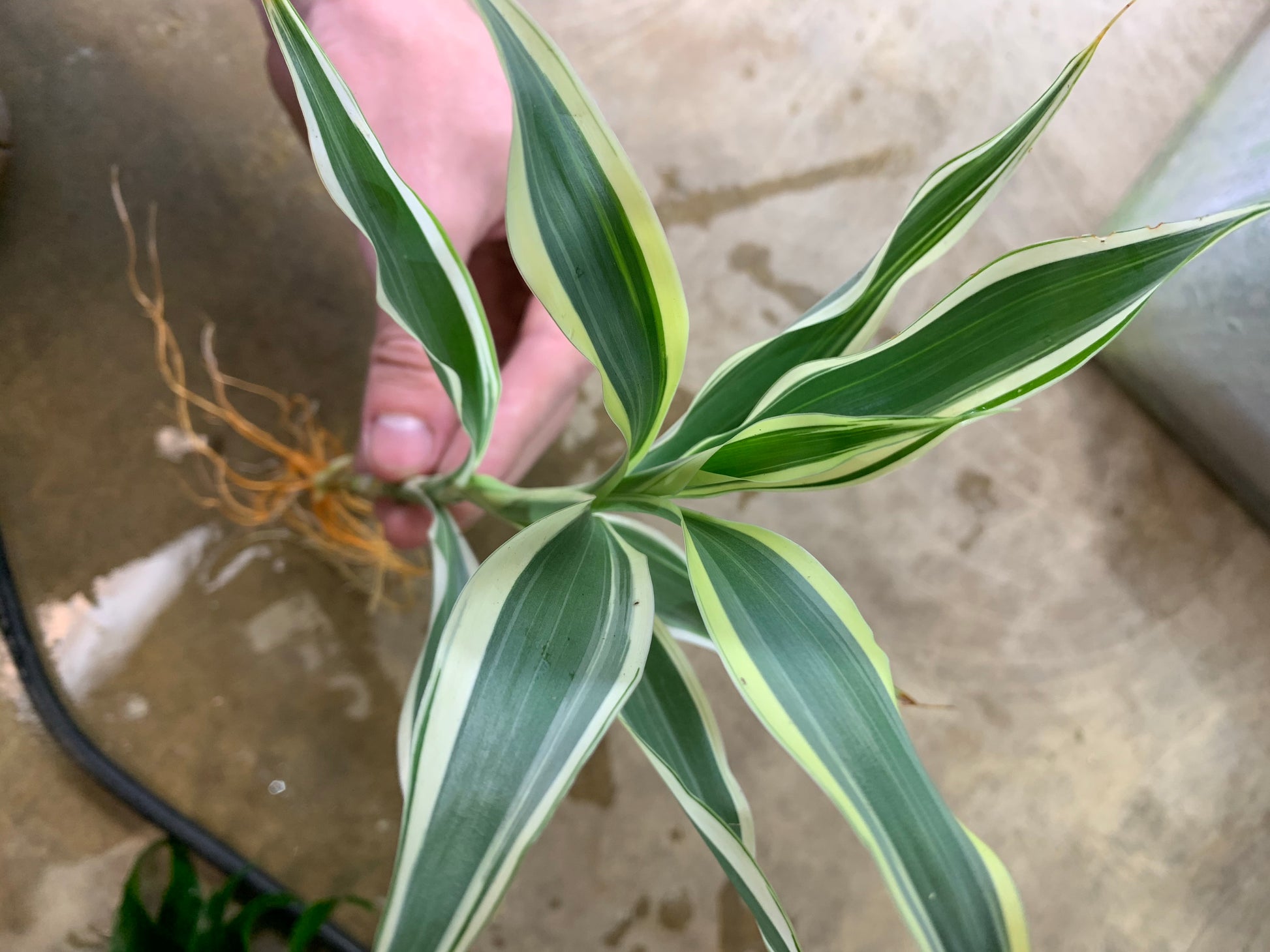 dracaena sanderiana plant care Sanderiana Variegated (Dracaena Sanderiana) – MarcusFishTanks
