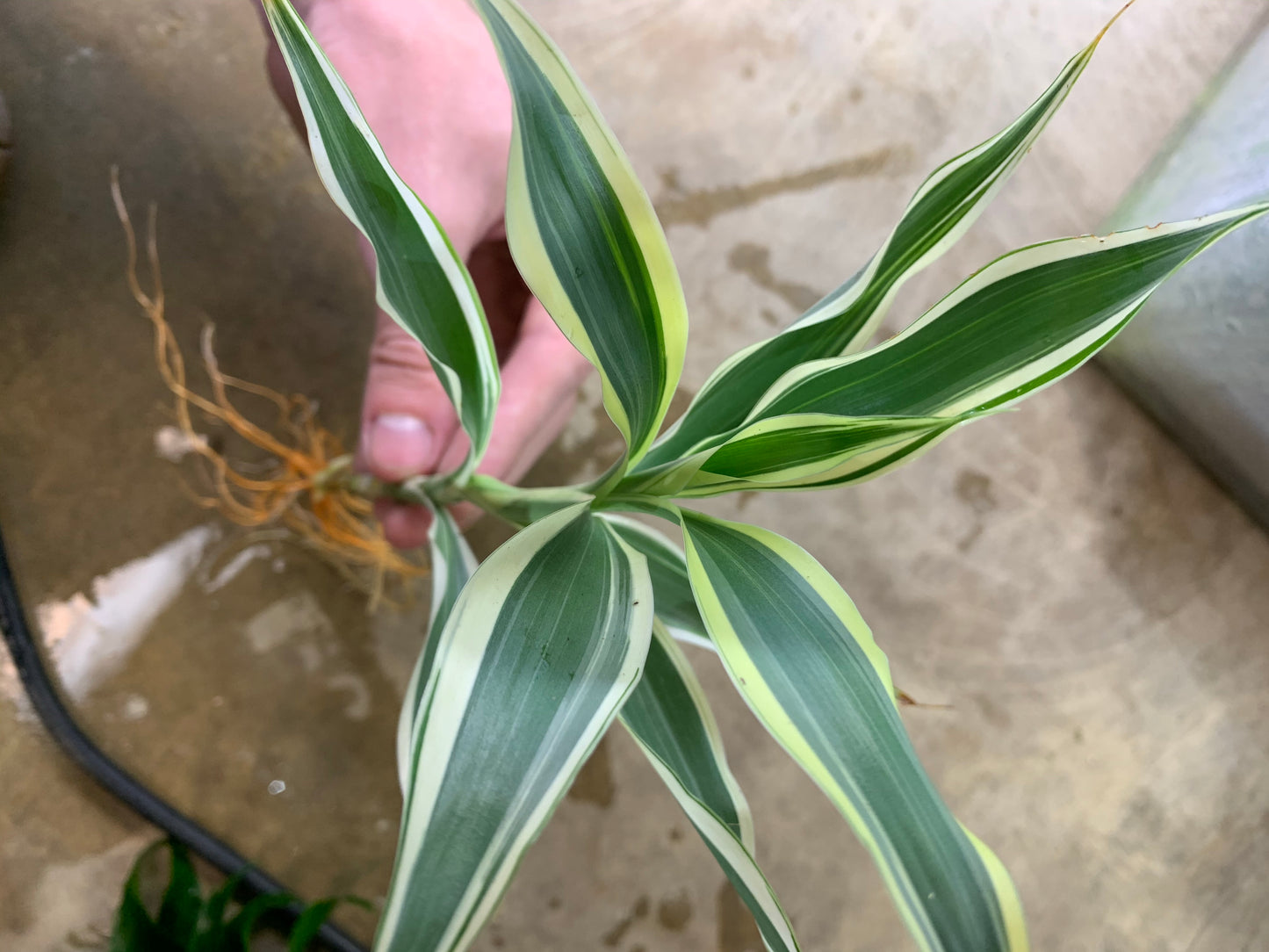 Sanderiana Variegated (Dracaena Sanderiana)