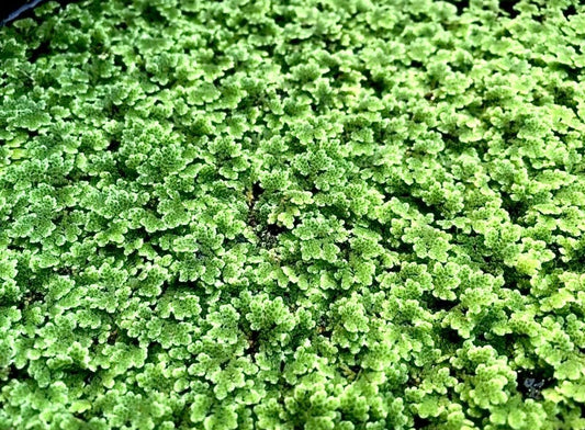 Azolla Filiculoides live floating aquarium plant 