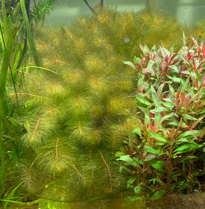 Red Myrio (Myriophyllum heterophyllum)