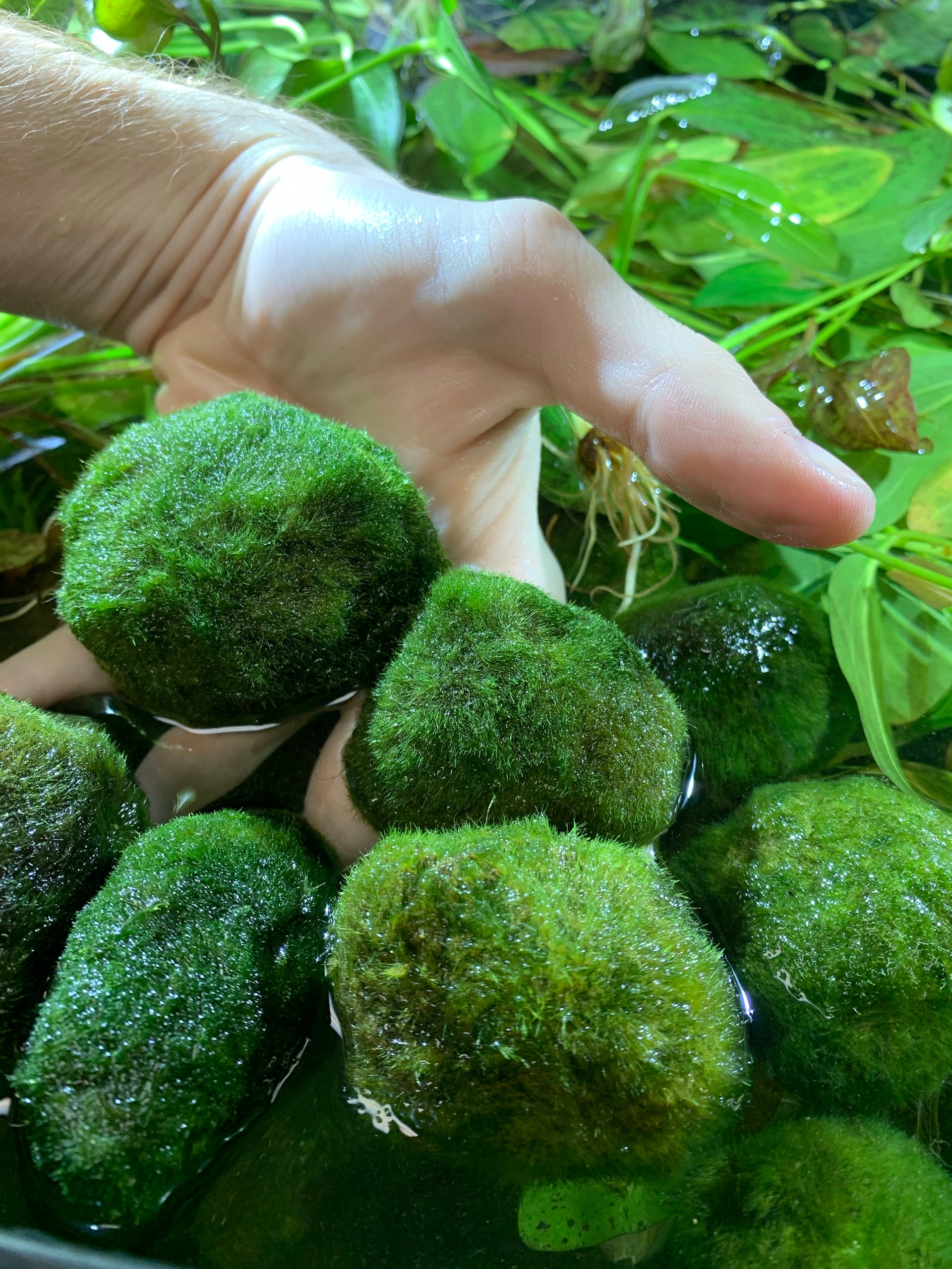 marimo moss ball bonsai tree Marimo Moss Ball Large – MarcusFishTanks