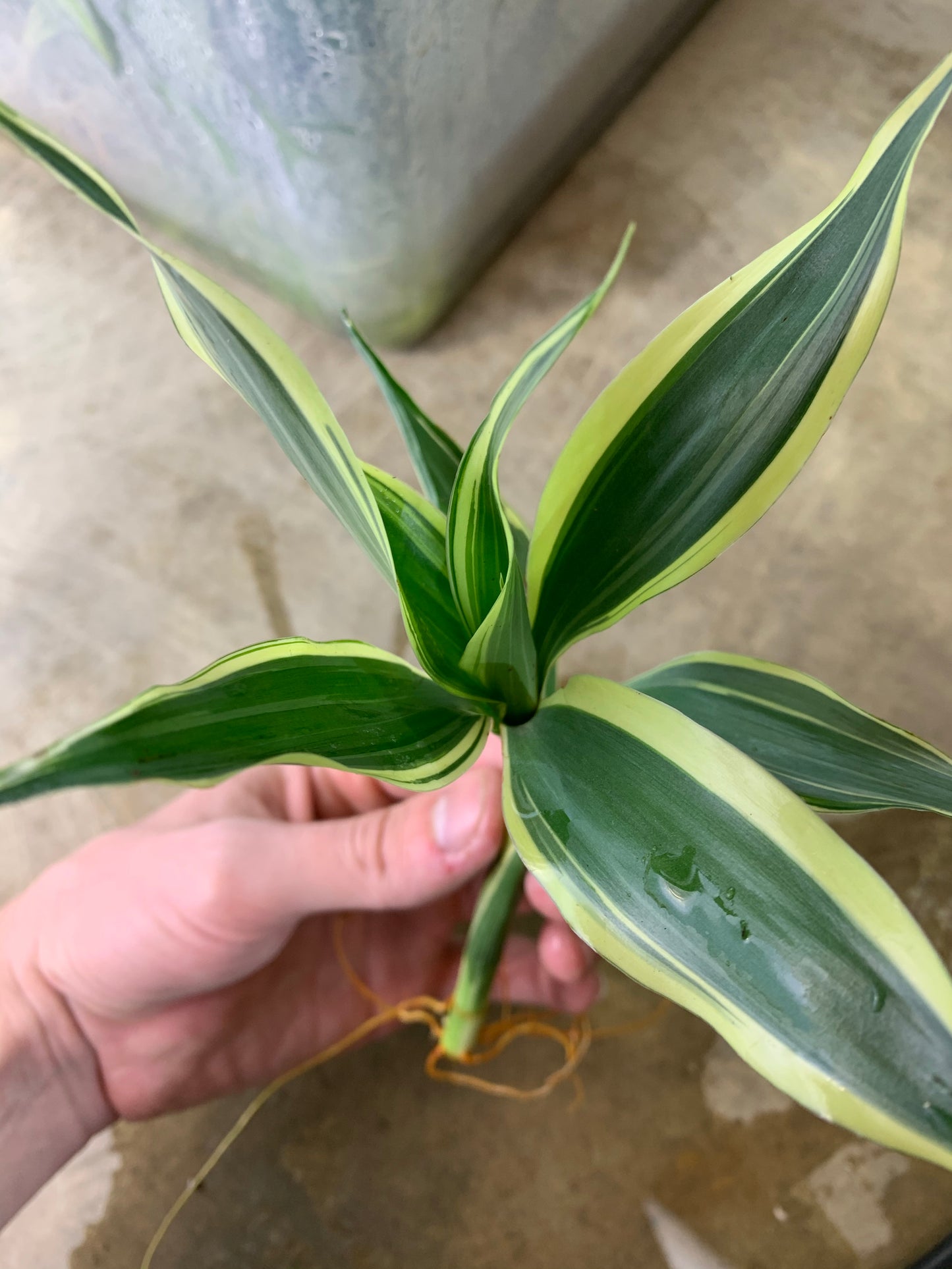 Sanderiana Variegated (Dracaena Sanderiana)